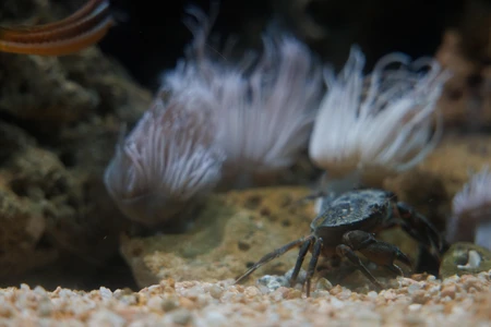 Underwater Life with Crab