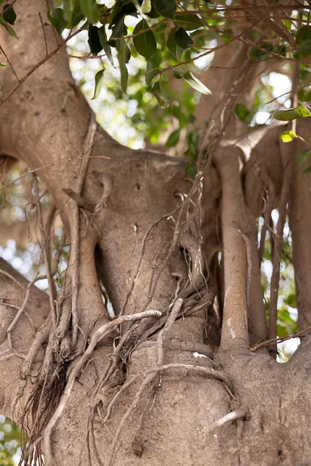 Twisted Tree Trunk