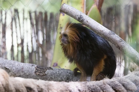 Golden Lion Tamarin in Habitat