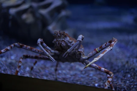 Crab in Aquarium