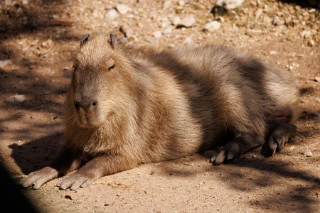 Relaxed Capybara