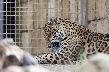 Resting Leopard