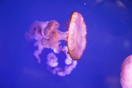 Graceful Jellyfish