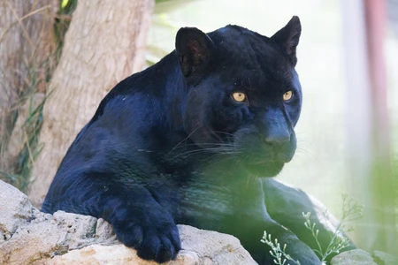 Resting Panther