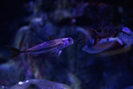 Underwater Fish Scene