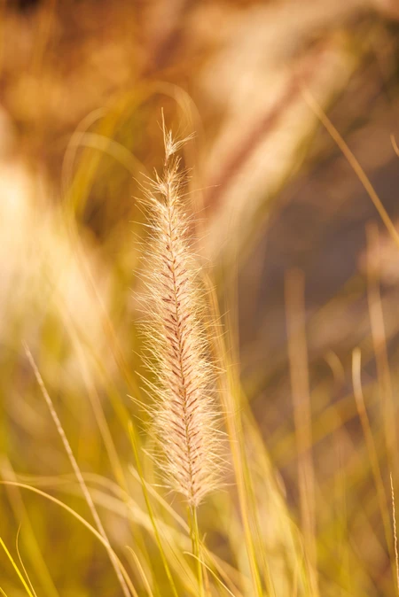 Golden Grass Close-up