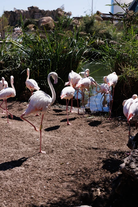 Flamingos by the Water