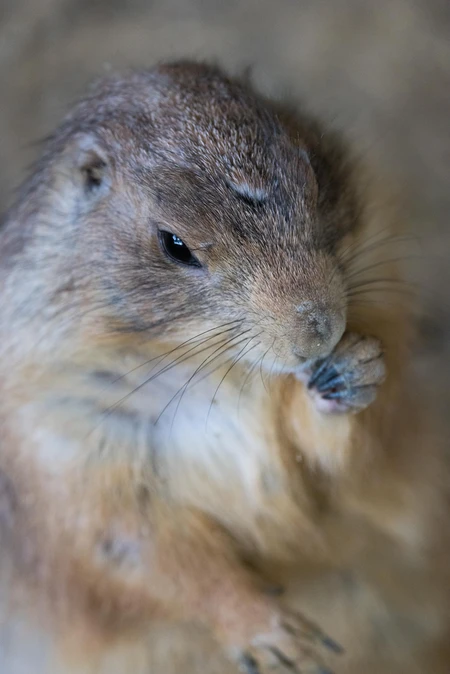 Close-up of a Prairie Dog