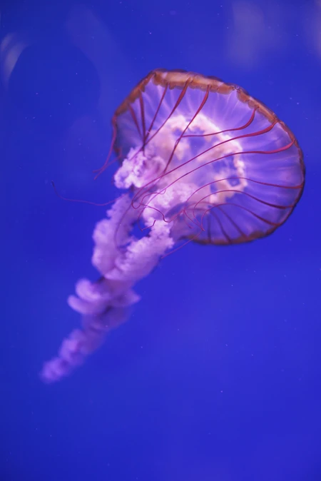 Graceful Jellyfish