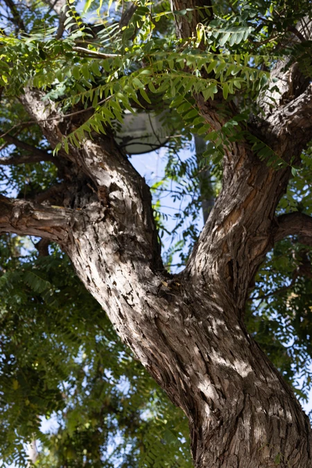 Tree Texture and Canopy
