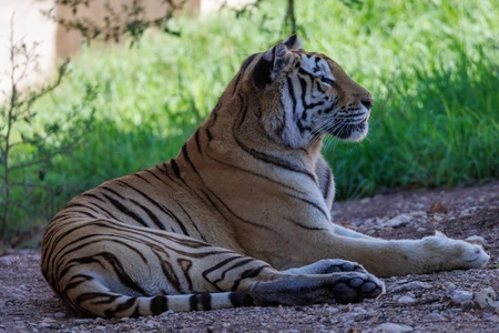 Resting Tiger