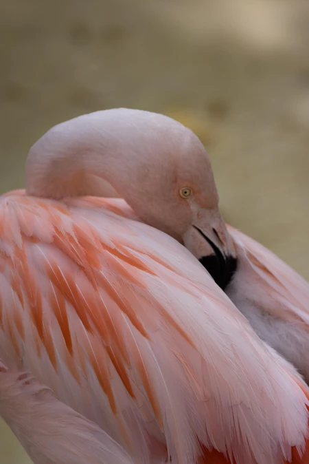 Resting Flamingo
