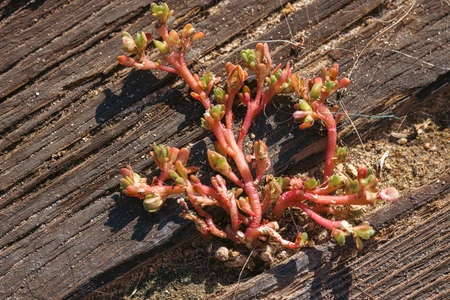 Desert Succulent on Wood