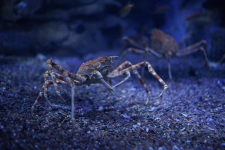 Underwater Crabs