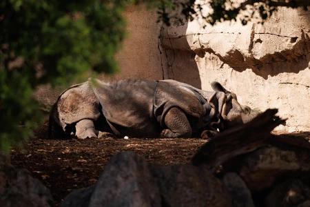Resting Rhino