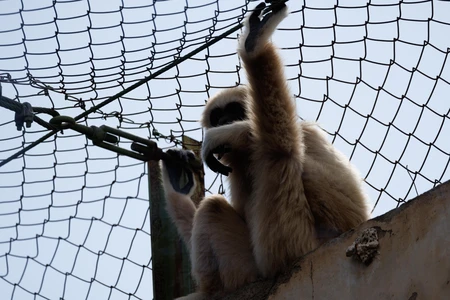 Gibbon Behind the Mesh