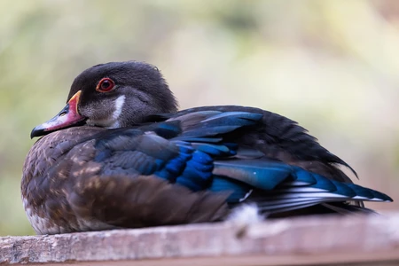 Resting Duck on a Wooden Surface