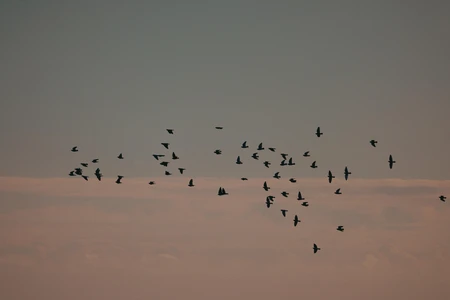 Flock of Birds at Dusk