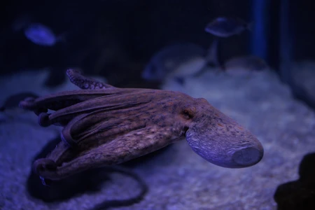 Underwater Octopus