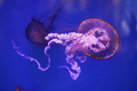 Elegant Jellyfish in Blue Ocean