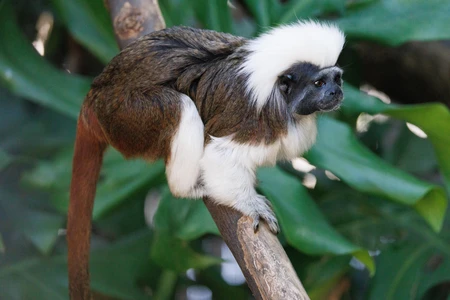 Tamarin Monkey on a Branch