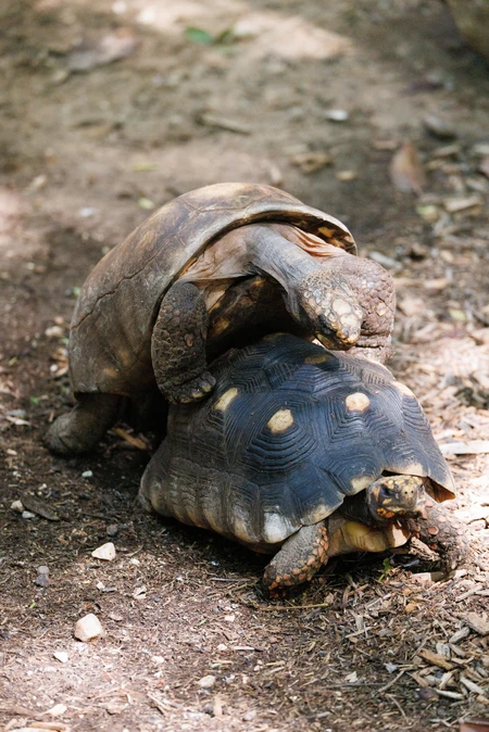 Tortoises in Nature