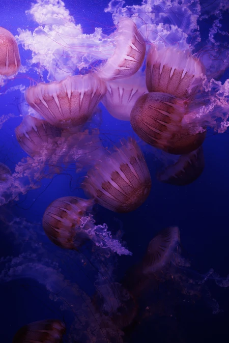 Graceful Jellyfish in the Deep