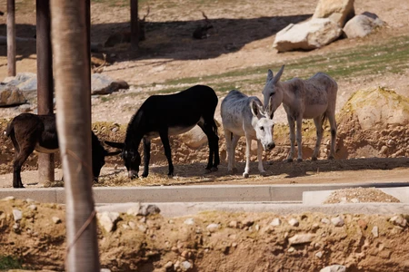 Donkeys in a Natural Habitat
