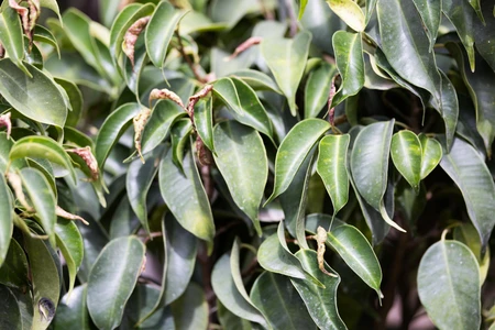 Lush Green Foliage