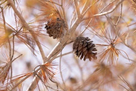 Pine Cones on a Branch