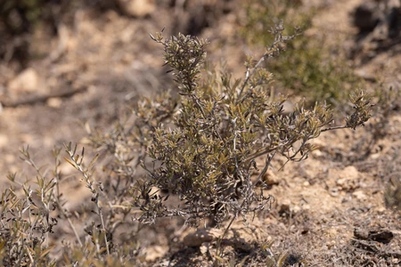 Desert Shrub