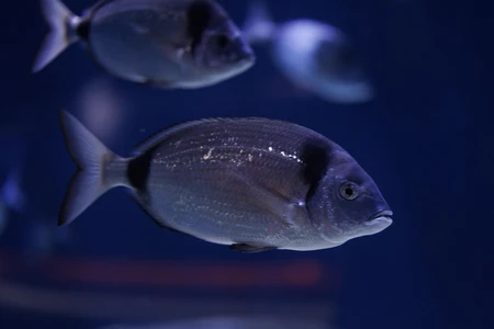 Swimming Fish in Aquarium