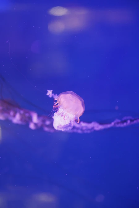 Jellyfish in Ocean Blue