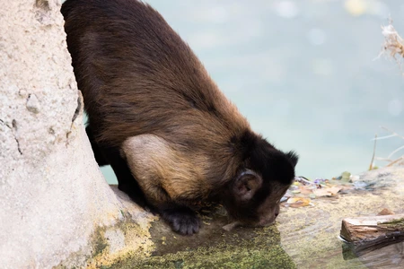 Monkey Drinking Water