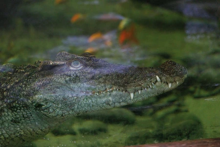 Crocodile Underwater