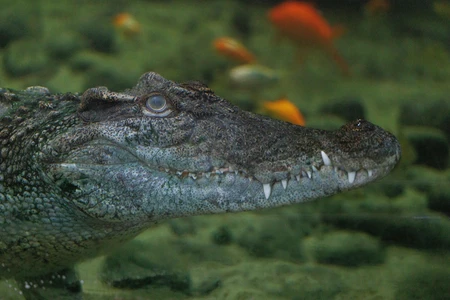 Crocodile in Water