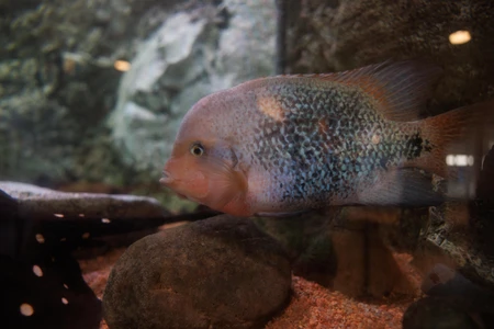 Aquarium Fish Close-Up