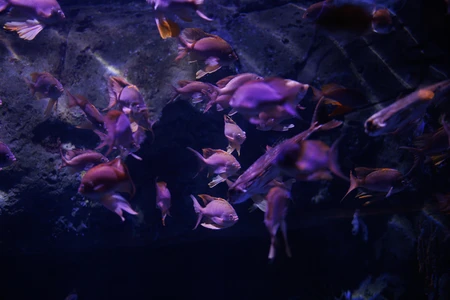 Underwater Fish School