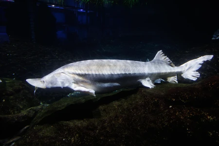 Sturgeon in Aquarium