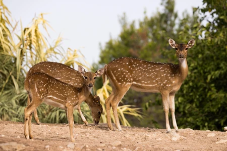 Spotted Deer in Natural Habitat