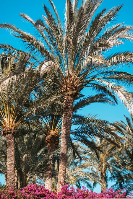 Tranquil Palm Trees