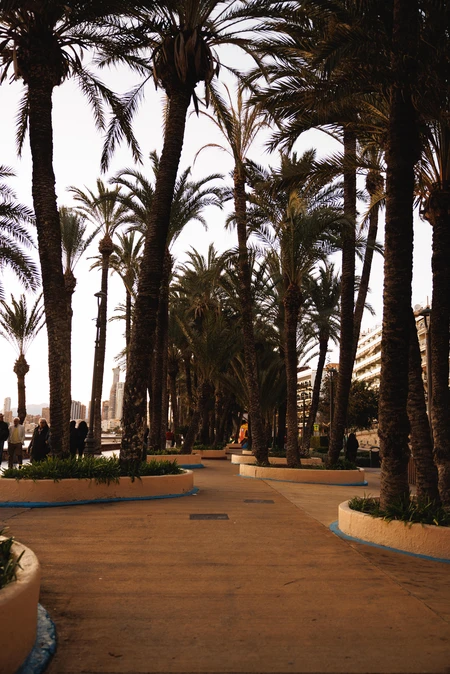 Palm Tree Promenade