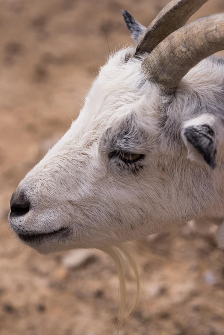 Close-up of a Goat