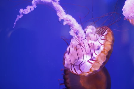 Graceful Jellyfish in Blue Waters