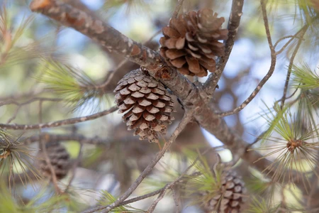 Pine Cones on a Tree