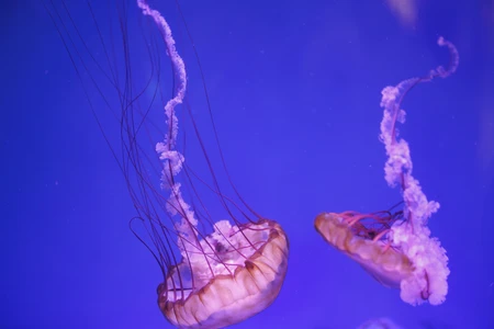 Graceful Jellyfish