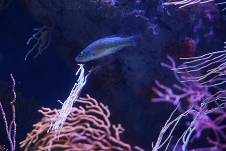 Underwater Marine Life