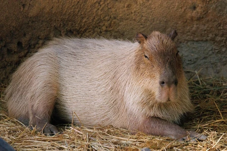 Relaxed Capybara Resting