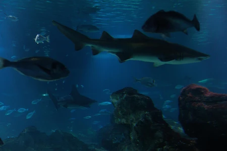 Shark and Sea Life
