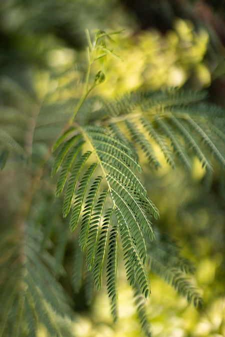 Close-up of Green Leaves
